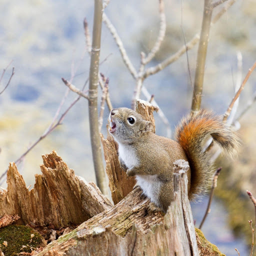 Hd-133279-ascw133279