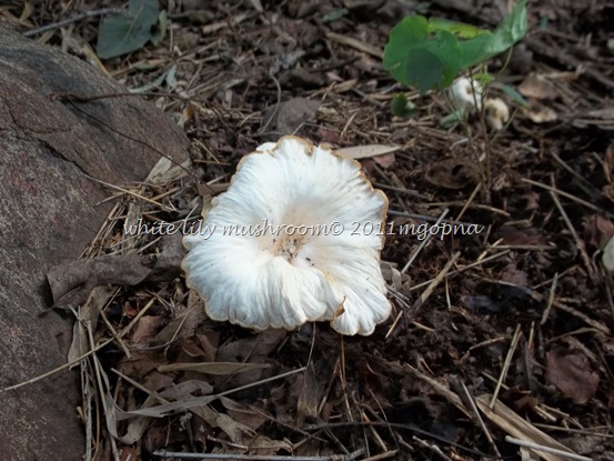 white lily mushroom