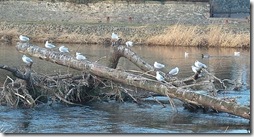 perching gulls