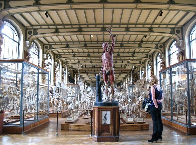 gallery-of-comparative-anatomy-6