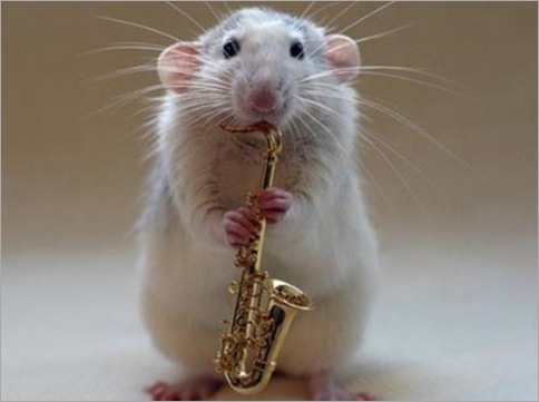 multi-talented mouse