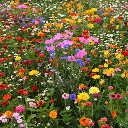 Hd-141115-ascw141115