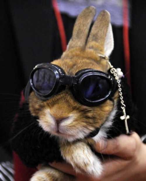 [rabbit-fashion-show-2010%255B15%255D.jpg]