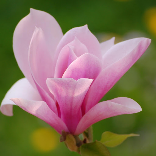 Hd-177095-ascw177095