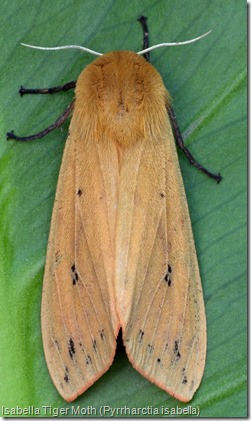 Isabella Tiger Moth (Pyrrharctia isabella)  (2)