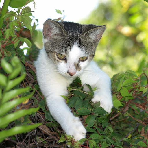 Hd-176800-ascw176800