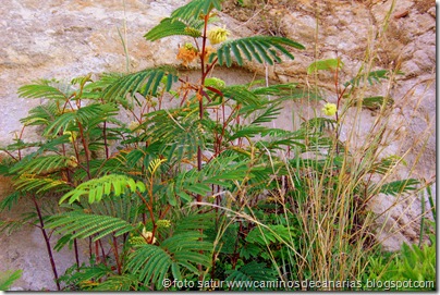 2056 Bosque Faya-Brezal(Mimosa australiana) 2056 Bosque Faya-Brezal(Mimosa australiana)