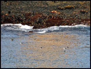 06d - Puffin Breeding Island - Puffins
