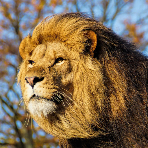 Hd-175074-ascw175074