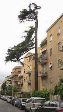 Grandissimo abete mutilato via Seneca 10 (picc) Grandissimo abete mutilato via Seneca 10 (picc)
