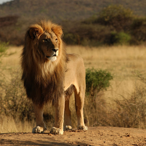 Hd-146603-ascw146603