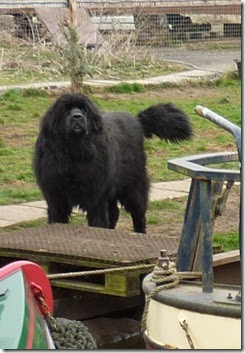 4 woolly barkers at rose narrowboats