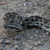 Southern African python or Natal rock python
