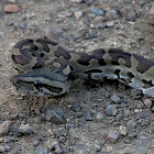 Southern African python or Natal rock python