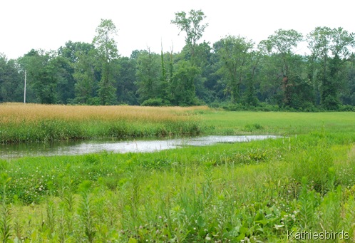 14. flooded fields-kab 14. flooded fields-kab