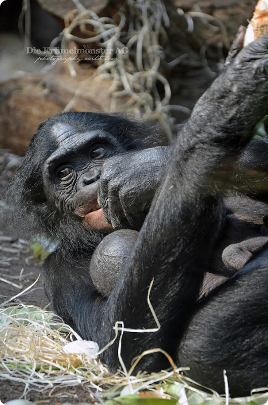Zoo Frankfurt Bonobo 150813 (3)