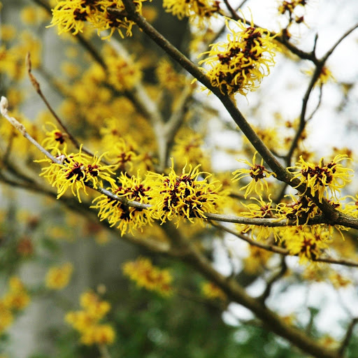 Hd-177624-ascw177624