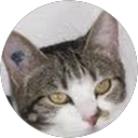 Image Google de Annie Fredon