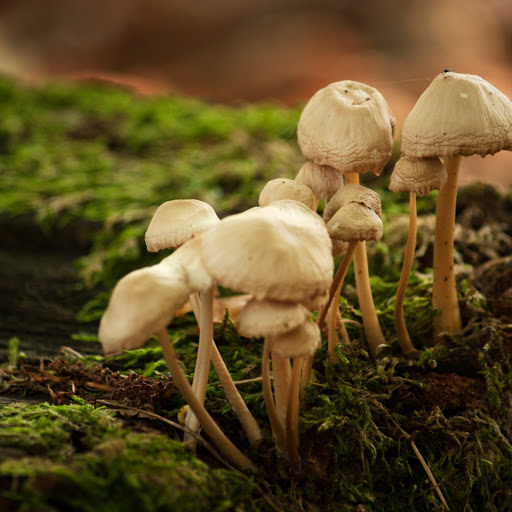 Hd-171140-ascw171140