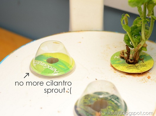 I killed the cilantro sprout! :(
