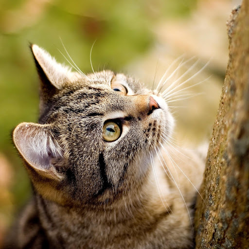 Hd-176433-ascw176433