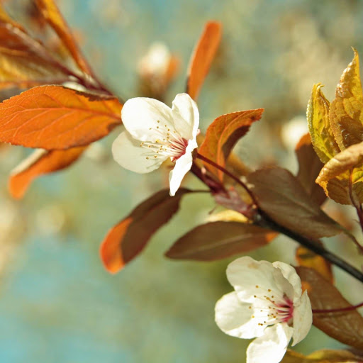 Hd-148858-ascw148858