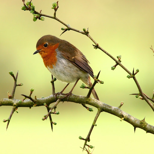 Hd-182511-ascw182511