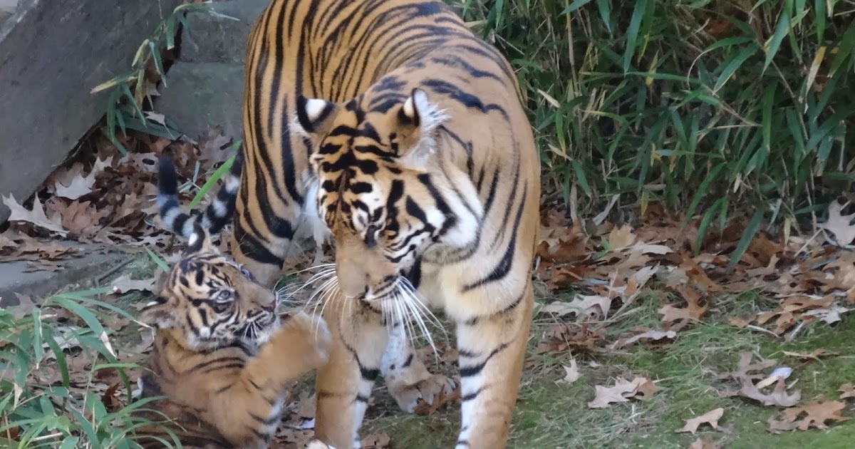 Adorable Baby Tiger Cub Cam Is Here to Give You a Break from Work