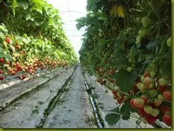strawberry_fields_lovely_Funzug.org_10