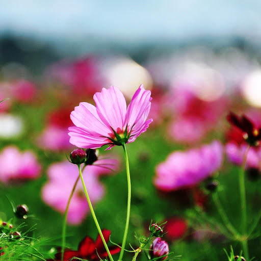 Hd-142732-ascw142732