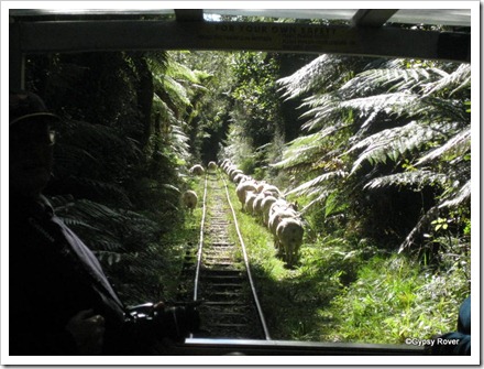 Bush tramway railway with wayward sheep on the line.