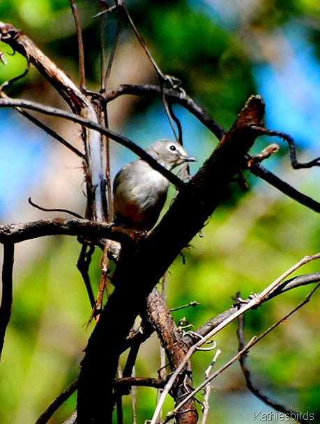 5. plumbeous vireo-kab