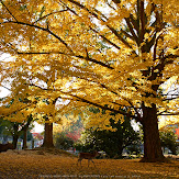 東大寺・紅葉(PK3_0401,23mm,F8,K3)2014yaotomi_.jpg