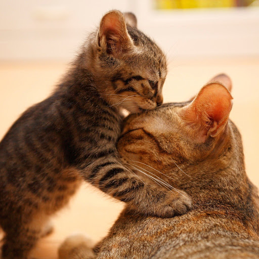 Hd-133405-ascw133405