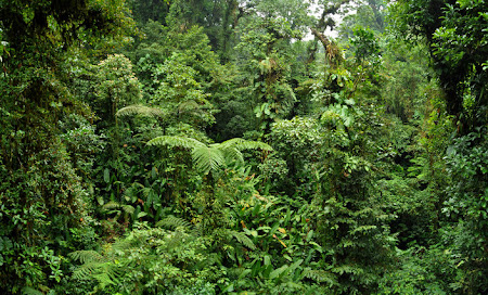 Imagini Costa Rica: Padurea Tropicala Monteverde