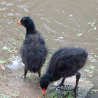 Dusky Moorhen (chicks)