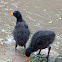 Dusky Moorhen (chicks)