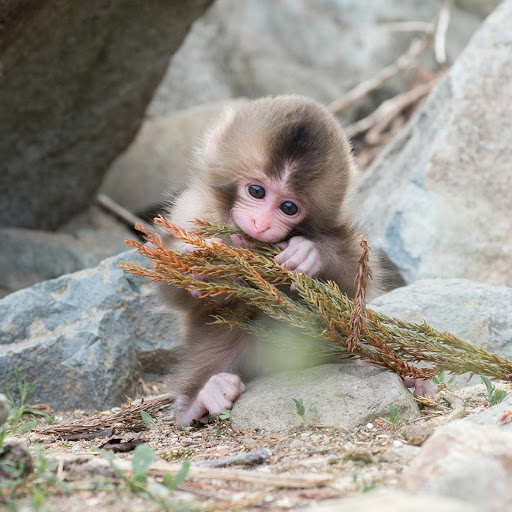 Hd-168518-ascw168518