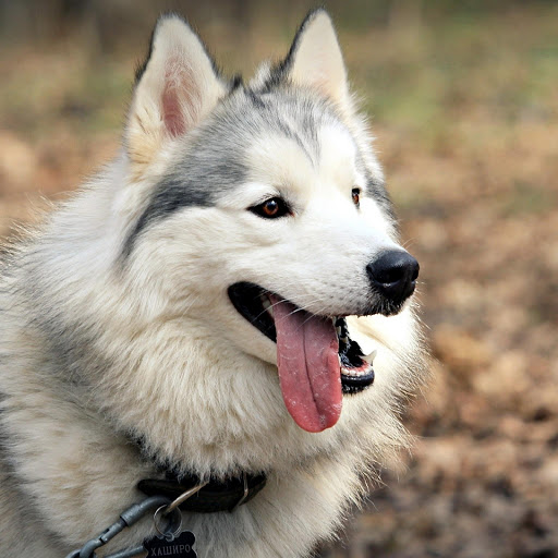 Hd-175939-ascw175939