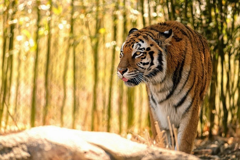 bengal-tiger-2