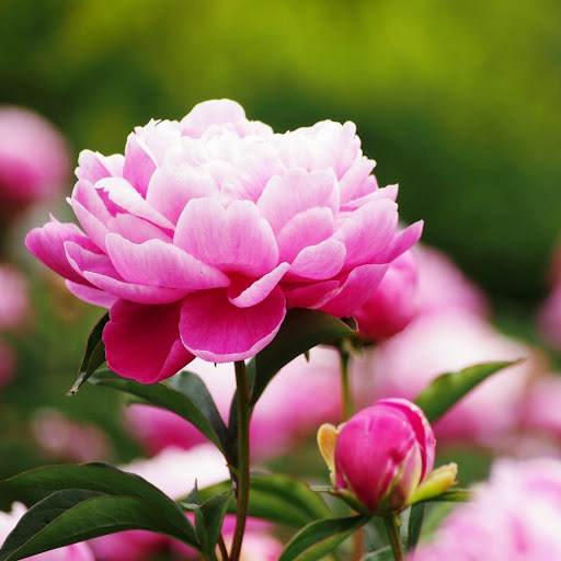 Hd-142728-ascw142728