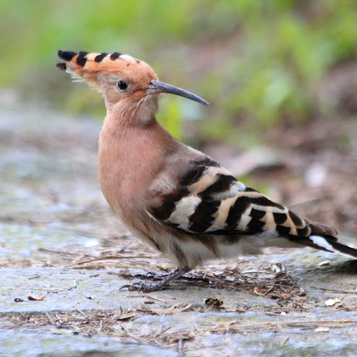 Hd-180065-ascw180065