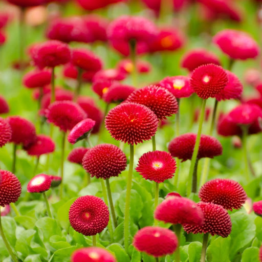 Hd-185248-ascw185248