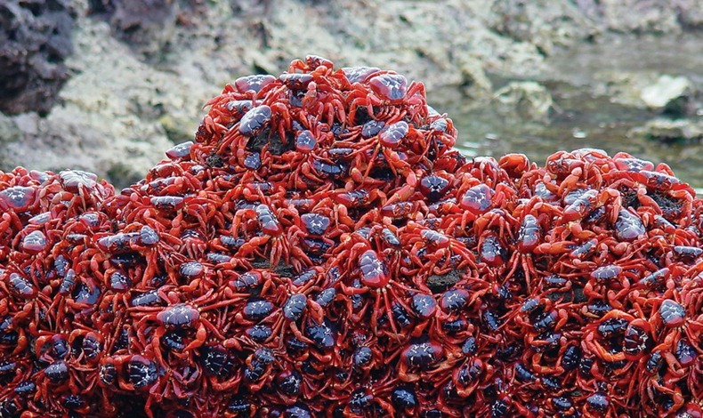 red-crab-migration-11