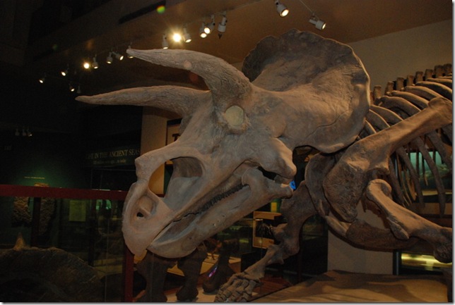 11-12-12 B Museum Of Natural History 012