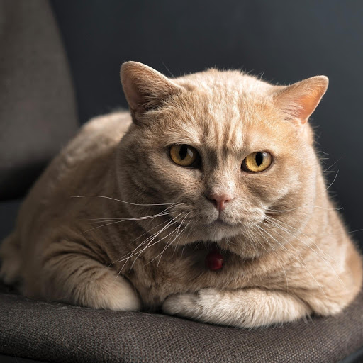 Hd-181004-ascw181004