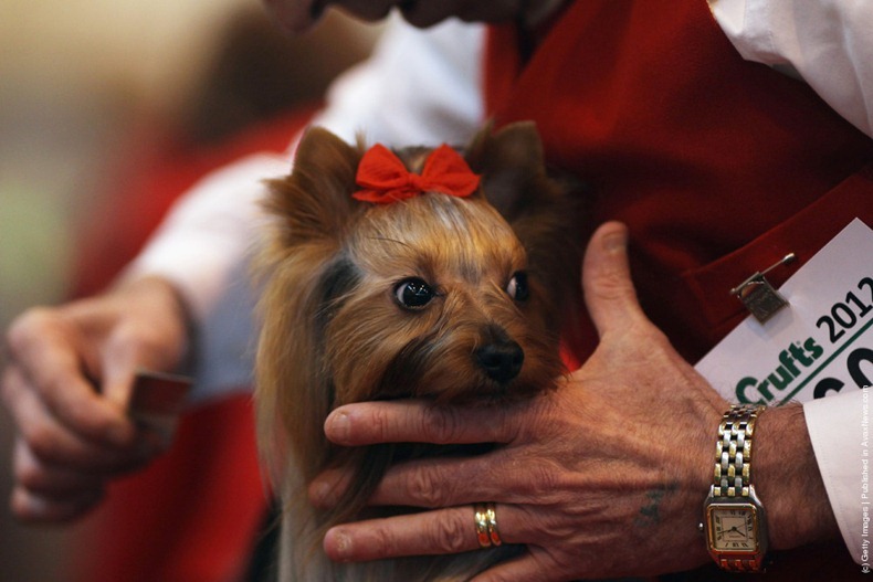 crufts-2012-5