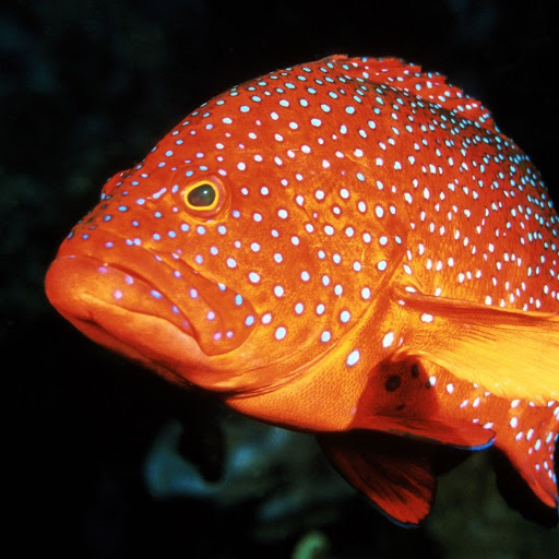 Hd-148050-ascw148050