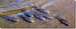 Mullet in tidal pool