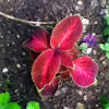 Coleus